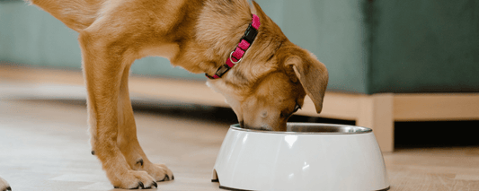 How to Transition Your Pet to Raw Food: A 10-Day Guide