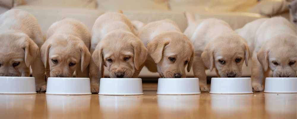 Raw Feeding for Puppies: Portions and Getting Started