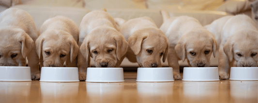 Raw Feeding for Puppies: Portions and Getting Started